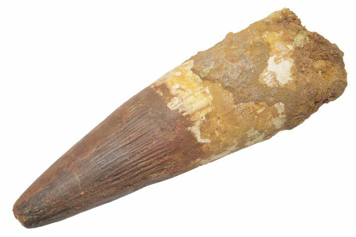 Massive, Real Spinosaurus Tooth - Feeding Worn Tip #214329